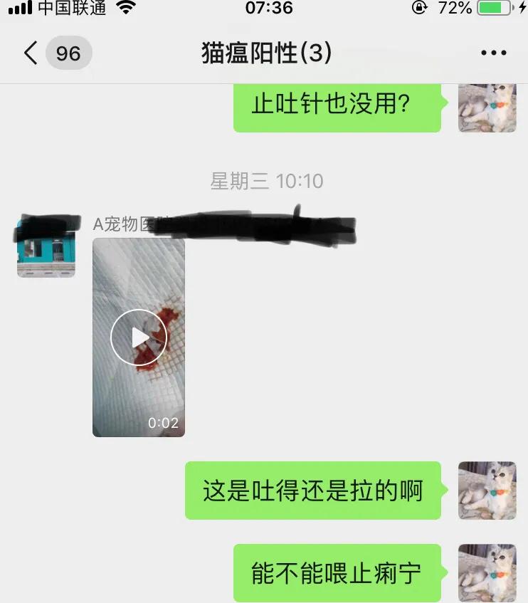 爆发猫瘟,猫瘟日常