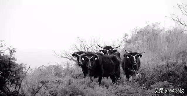 养牛不懂品种是不行的!牛品种大全!转了!