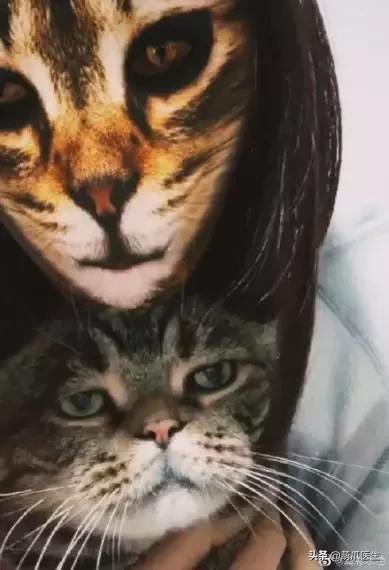 猫为什么喜欢屁股对着主人,猫对着人撅屁股是怎么回事