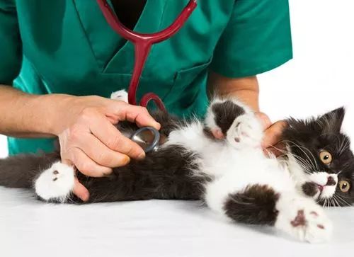 猫咪胃里有异物怎么检查,猫咪胃不好怎么调理