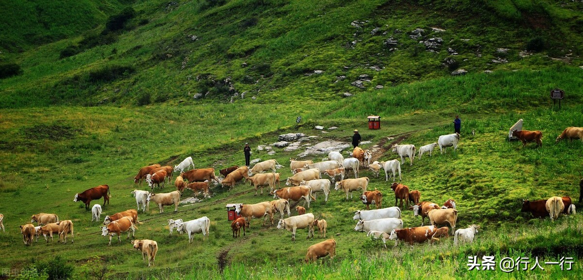 华北最大的亚高山草甸圣王坪,华北最大的亚高山草甸