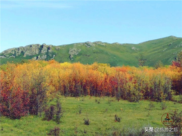 呼伦贝尔白桦林景区游玩时长,呼伦贝尔樟子松