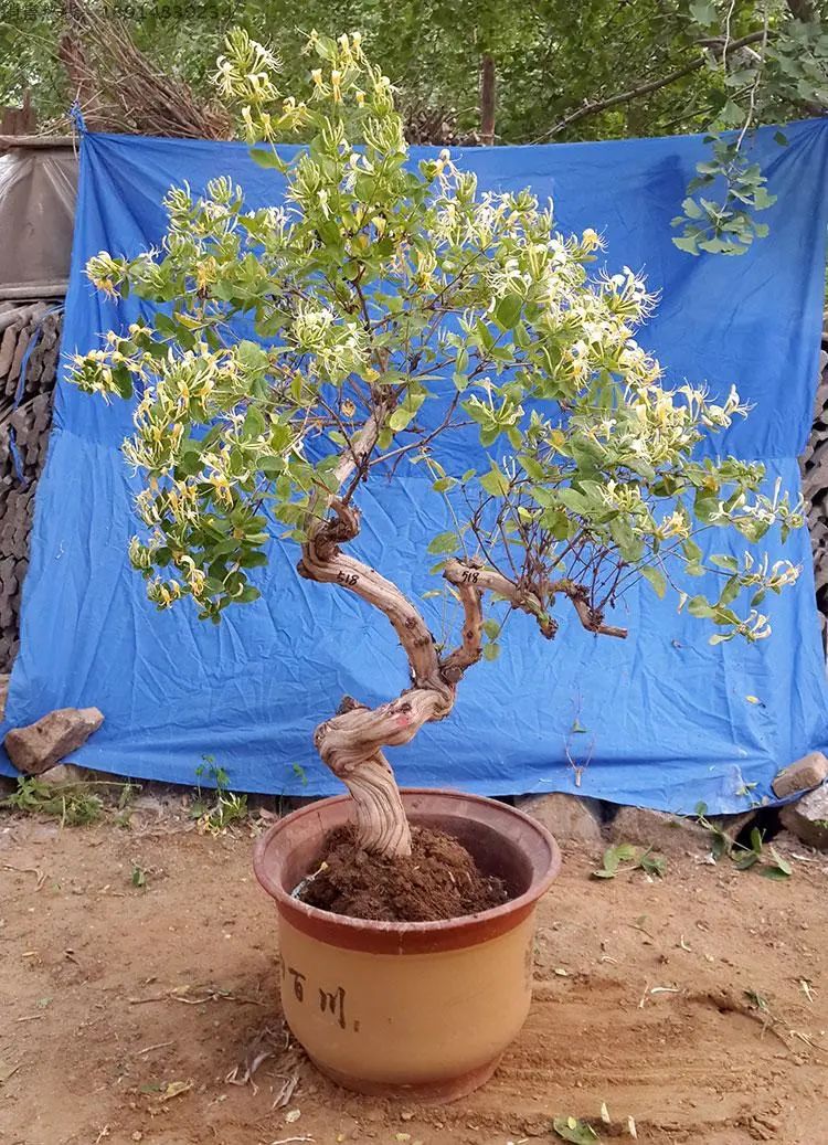 金银花盆景根怎么变粗,金银花盆景的造型与管理