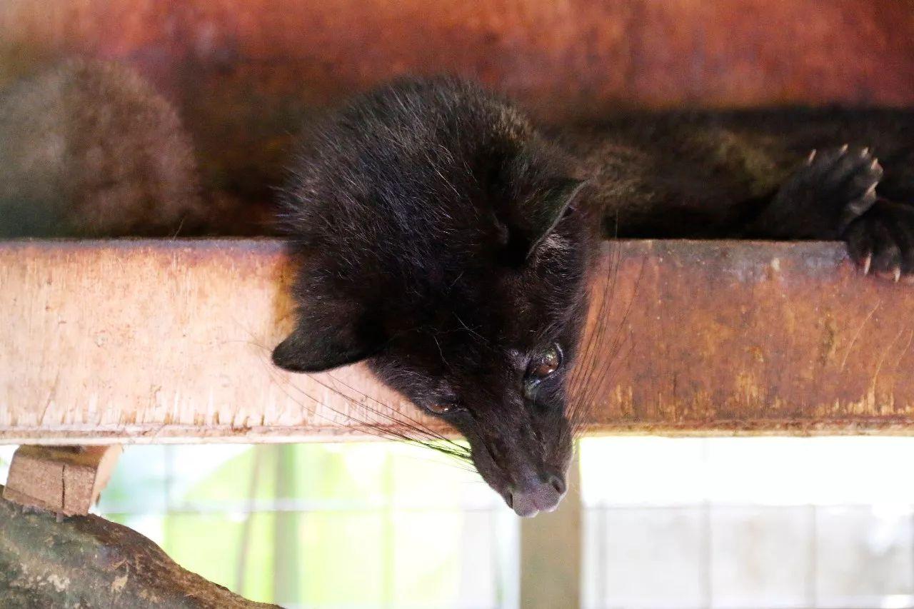 一杯咖啡卖到6200元,全网最正宗的猫屎咖啡