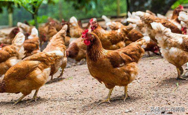 鸡的常见病有哪些怎么用药,鸡的常见病与治疗方法