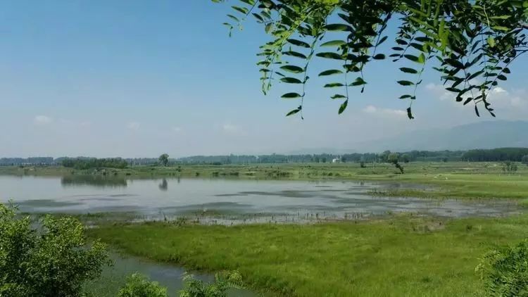 “金珠”不换的沁州黄，为什么如此受欢迎