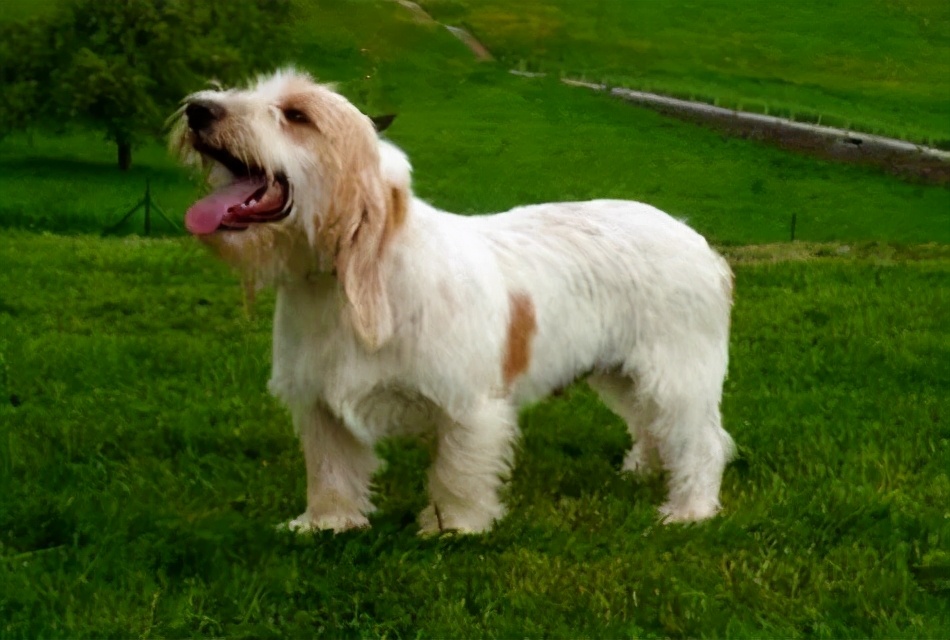 人犬共患病有哪些,人犬共患的传染病