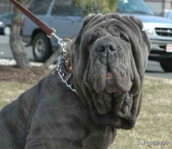 世界上最凶猛的，当仁不让的王者，是加纳利犬，还是那不勒斯獒犬