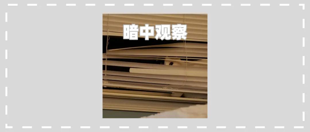 万万没想到猫咪是这样出现的,万万没想到猫