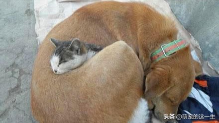 狗狗怎么判断健康状态,狗狗咋看健康