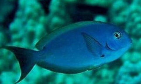 十大最好看的观赏鱼图片大全,十种最漂亮的观赏鱼图片