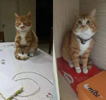 如何学会看猫咪的品相,成年猫咪如何看公母