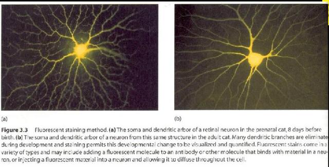 意识是如何运作的？本文将颠覆你的认知