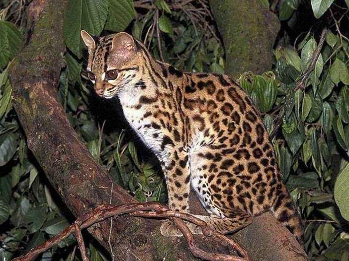 霸气侧漏的猫！可以在树上生活一辈子，想养的是真飘了