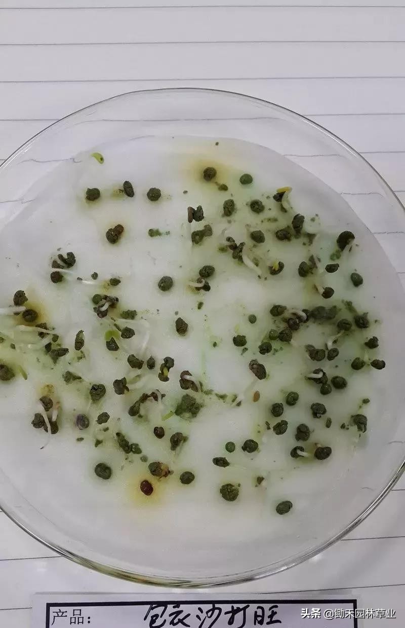 适合盐碱地的植物有哪些,绿化草耐旱品种