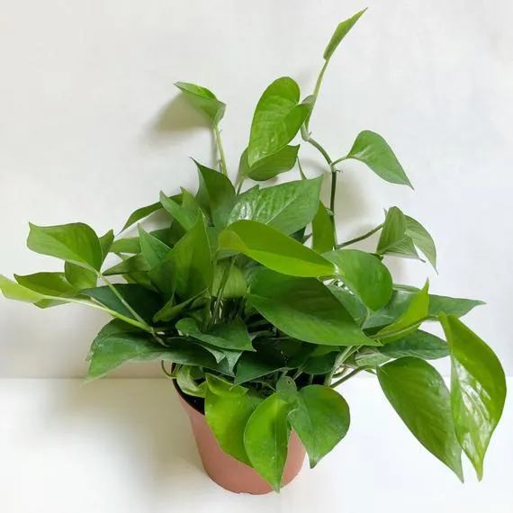 适合养在室内而较好养的绿植,室内净化养什么绿植好看