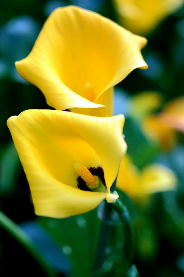 马蹄莲夏季怎么养才能开花快,马蹄莲怎样养才能爆花