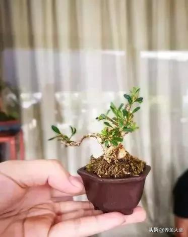 微型黄杨好养吗,黄杨微型盆景如何浇水