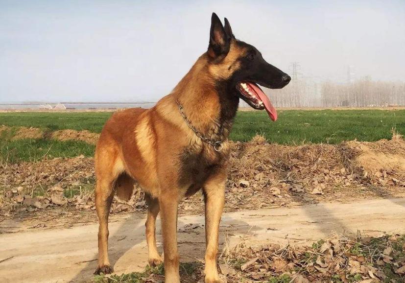 这6种狗已经被公布禁养,最不能养的十种狗白送你都不要