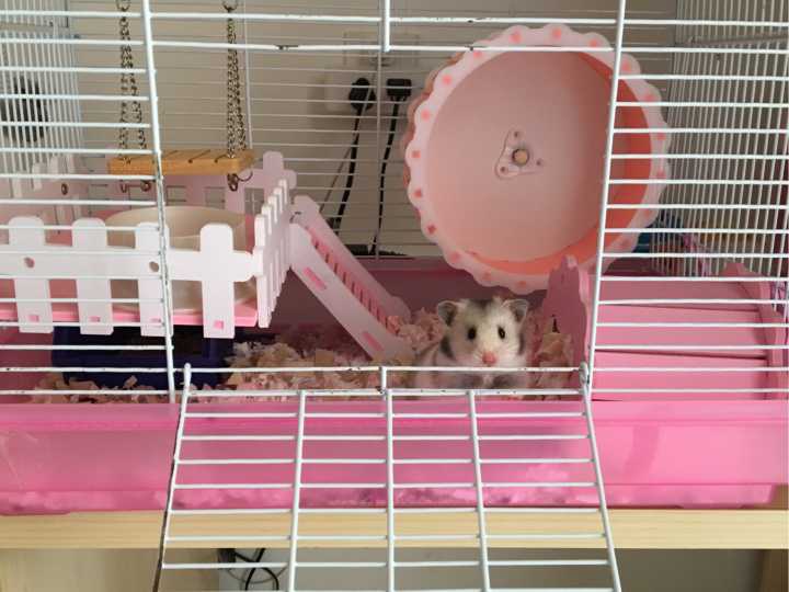 小仓鼠日常生活记,零碎小仓鼠的日常