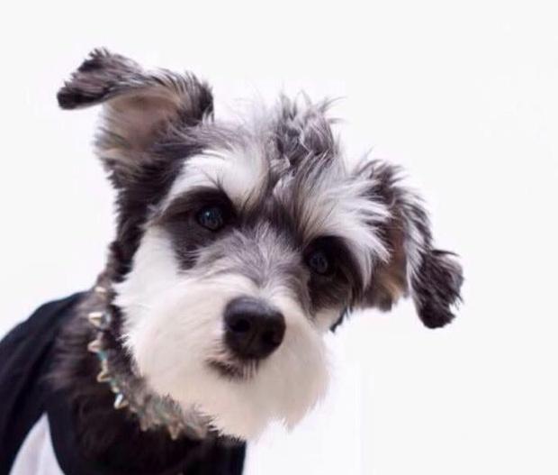 雪纳瑞犬一次吃多少狗粮,雪纳瑞成犬一顿饭吃多少