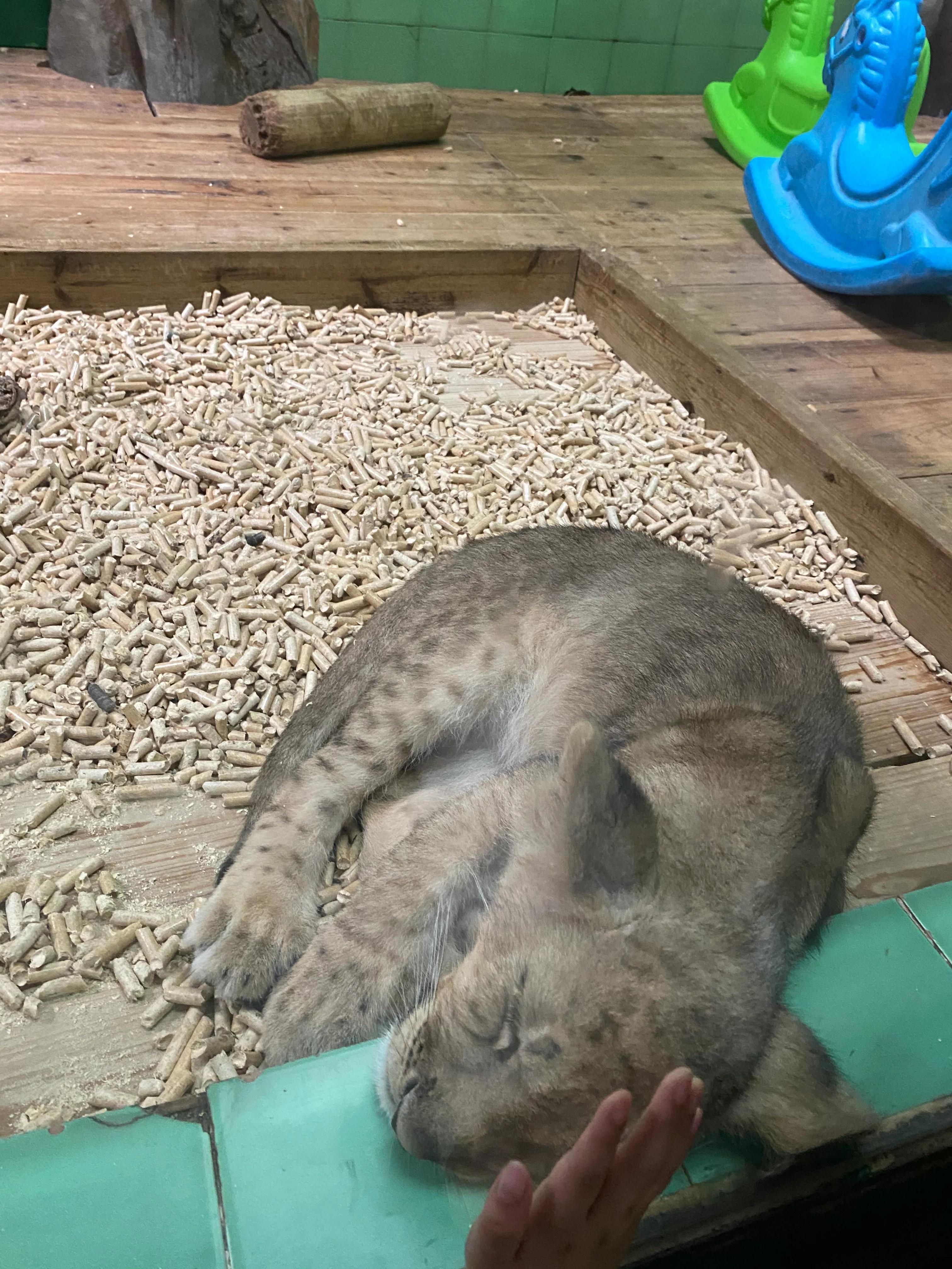 长隆野生动物园门票儿童免票吗,长隆野生动物园自驾游