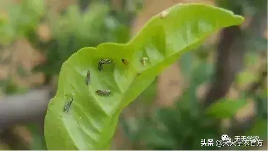 幼果期落果严重怎么补救,落果高峰期有什么表现