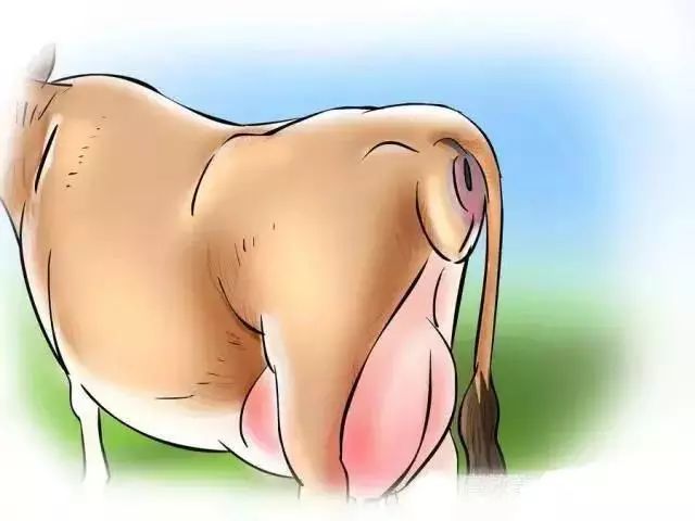 怎么辨别奶牛的奶真假,奶牛分娩前有哪些征兆