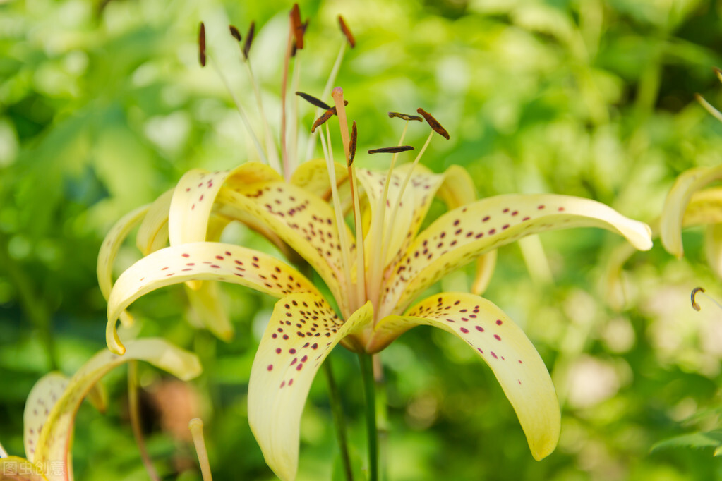 那些令人赞叹的庭院花卉,5种庭院生活方式的花卉