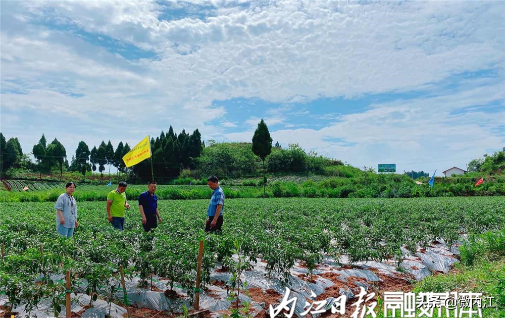 旺苍县二荆条辣椒,四川新鲜二荆条辣椒特辣