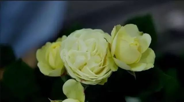 一万年一次的2020520;一起认识100种玫瑰~别送错啊