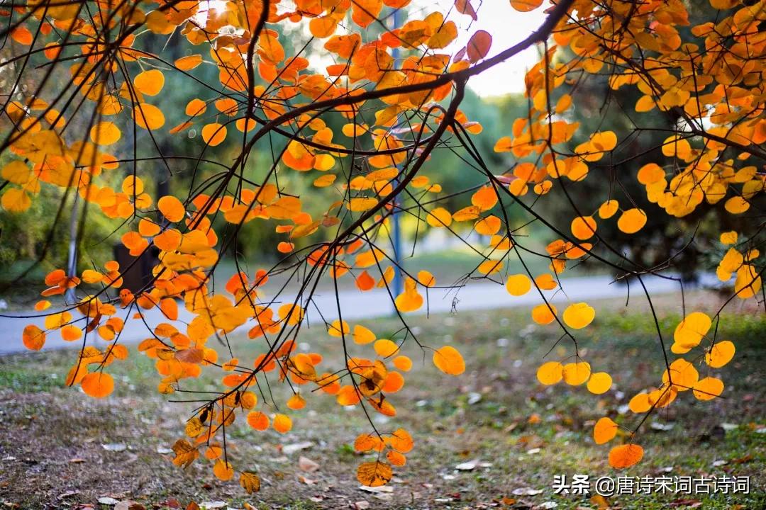 何处得秋霜拼音,何处得秋霜什么意思