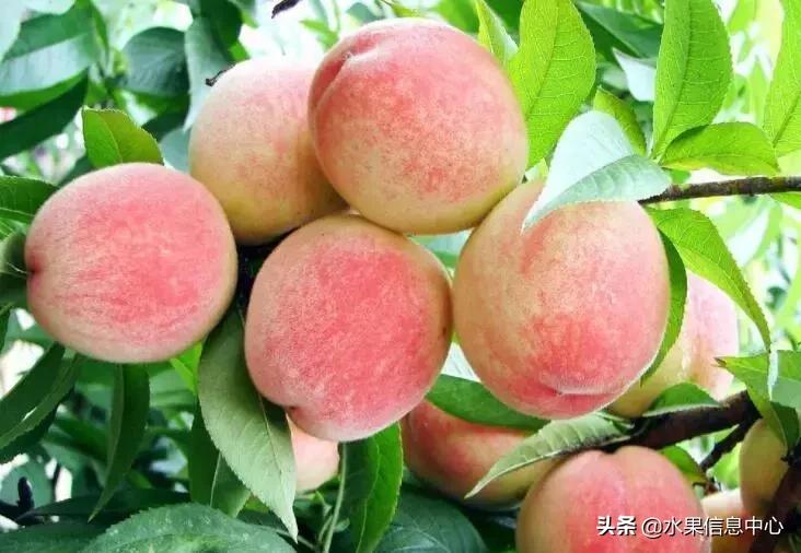 中国水果大全,中国水果大全图片和名字