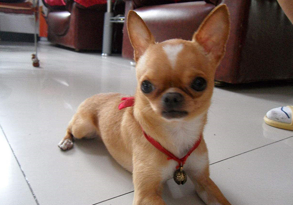 铲屎官容易被传染的病,小细菌对人体危害