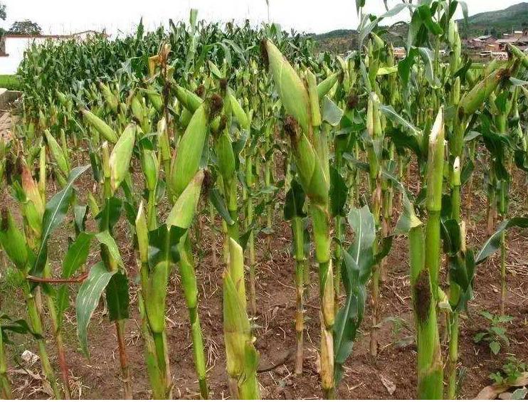 玉米叶斑病最好防治方法,玉米弯孢霉叶斑病防治方法