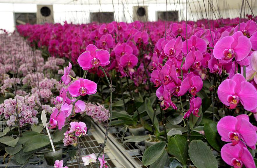 清明小长假，阜城周边踏青赏花攻略！