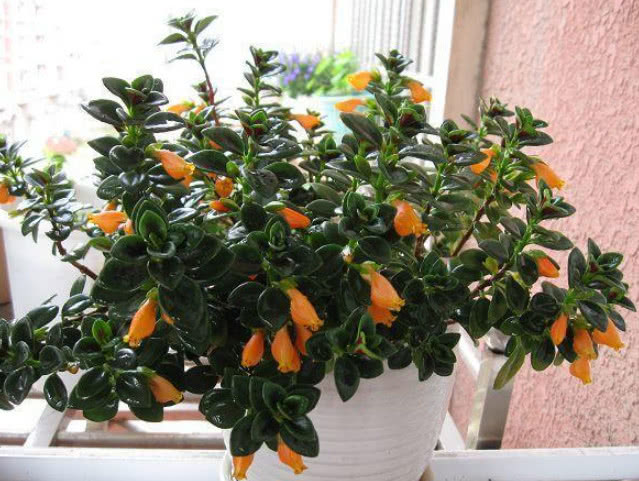 金鱼吊兰冬天怎么养才能爆盆,金鱼吊兰怎么养才能更旺盛肥沃