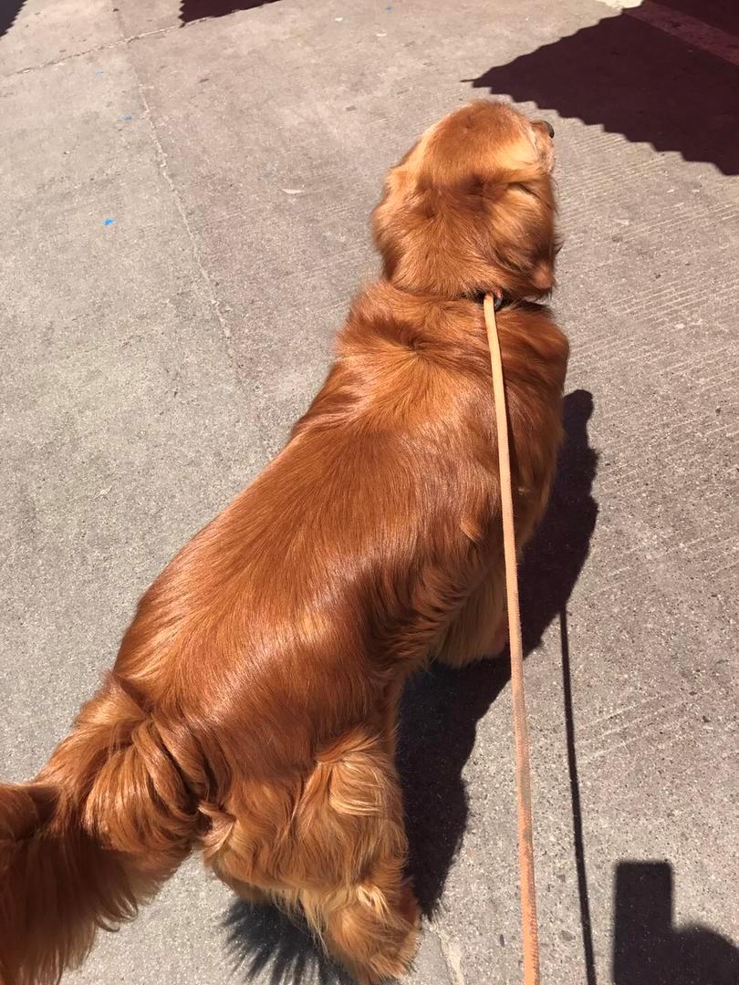 金毛简单自制狗粮怎么做,大金毛狗吃的狗粮怎么选