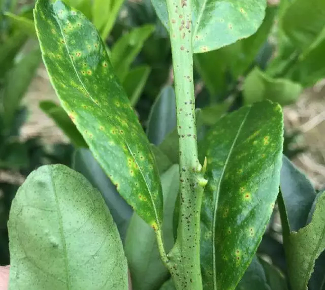 治疗柑橘沙皮病什么药好,柑橘砂皮病怎么治理