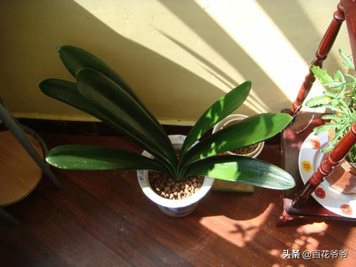 君子兰养了几年不开花也不怎么长,如果你的君子兰养了几年都不开花