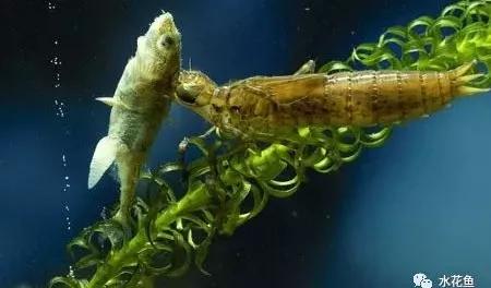 鱼苗消毒和病虫防治,水花鱼苗气泡病发病原因