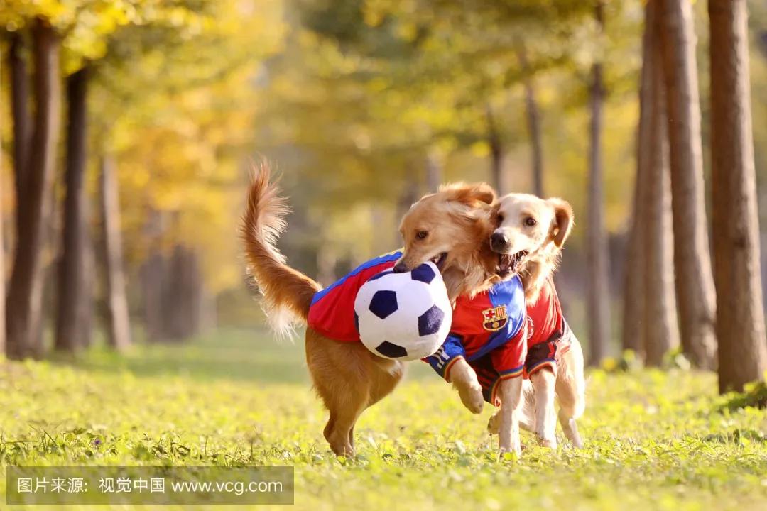 宠物绝育怎样算正规,宠物绝育选择正切还是侧切