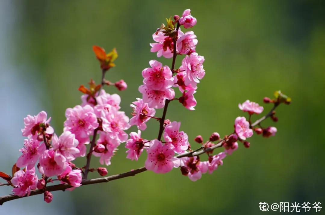 春天开的花有哪些常见又漂亮,十大名花在春天开的有哪些