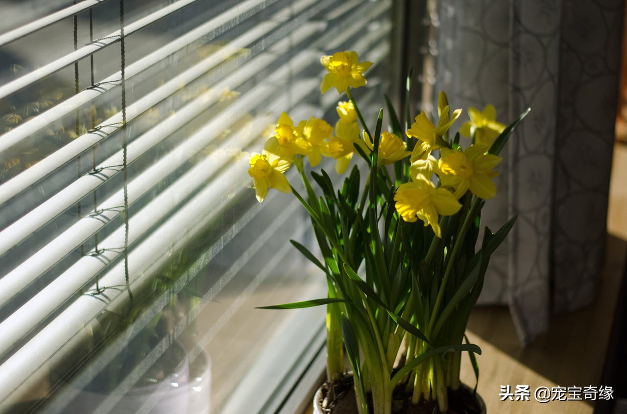 室内养的植物有毒品种大全,哪些室内植物对人体健康有影响