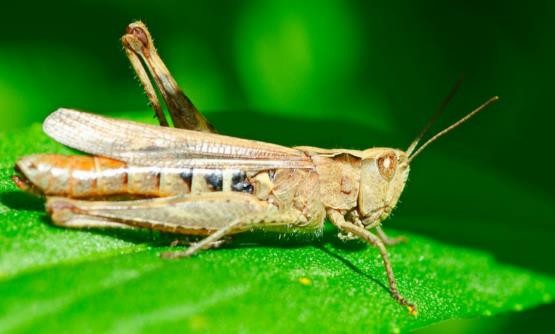 龟类的进化过程图片,龟鳖目动物外形特征