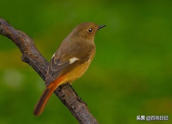 鸟类病菌,鸟类传播病菌厉害吗