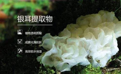 银耳多糖的护肤成分,银耳多糖和银耳提取物的区别