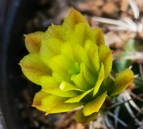 十个仙人球,最新30个仙人球品种