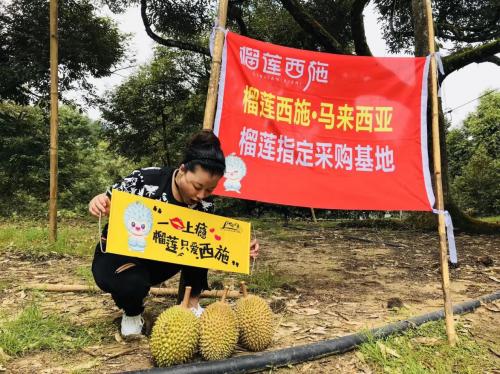 榴莲西施食品,榴莲西施冷冻榴莲果肉多少钱
