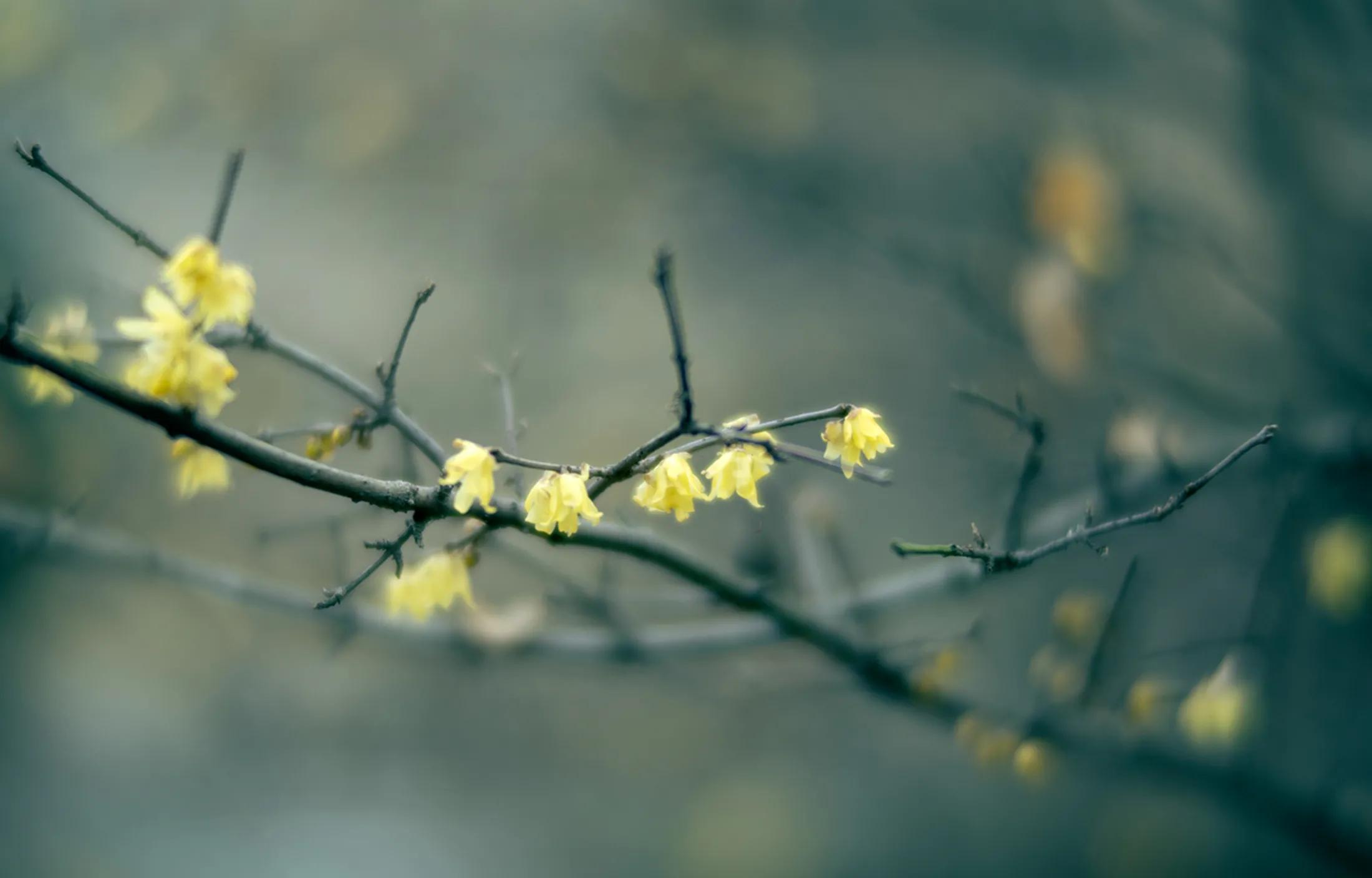 星曜50mmf0.95全画幅夜神,铭匠夜神50mmf0.95